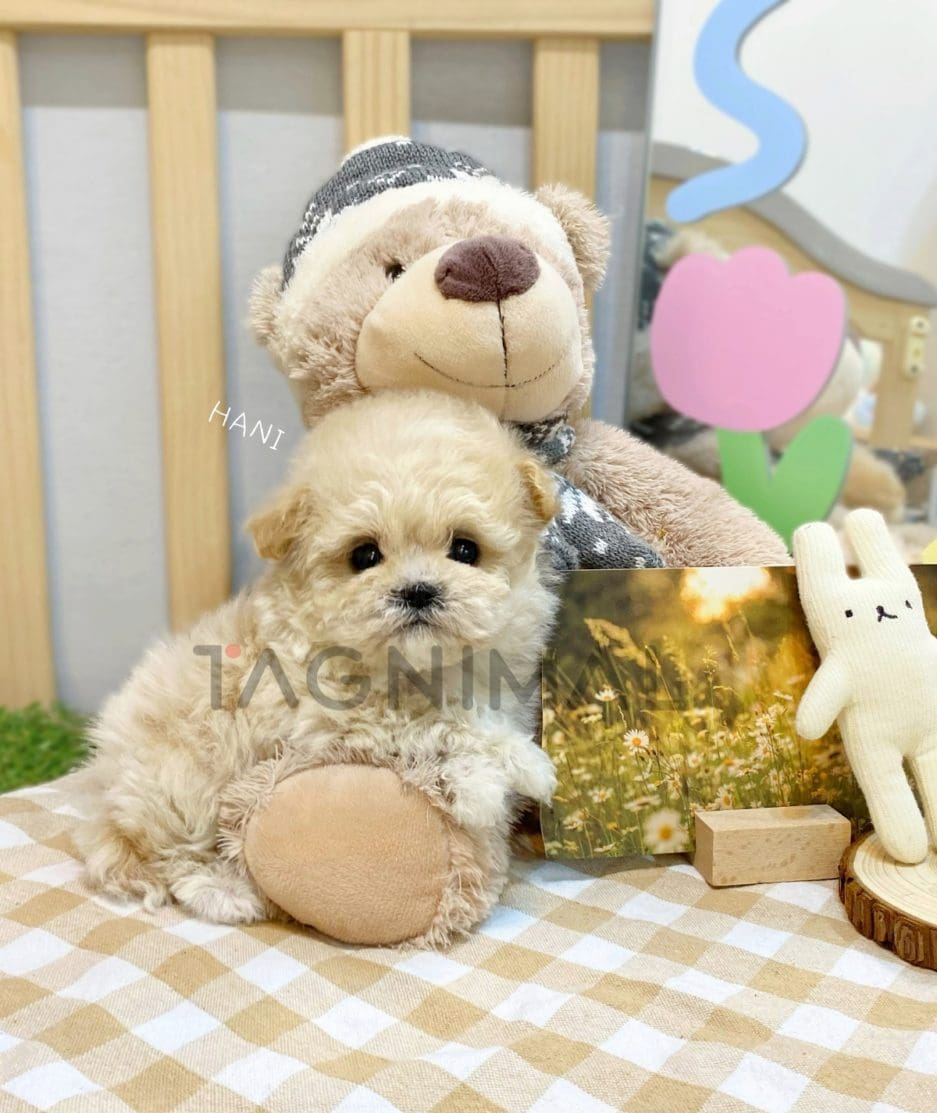 Maltipoo puppy for sale, dog for sale at Tagnimal