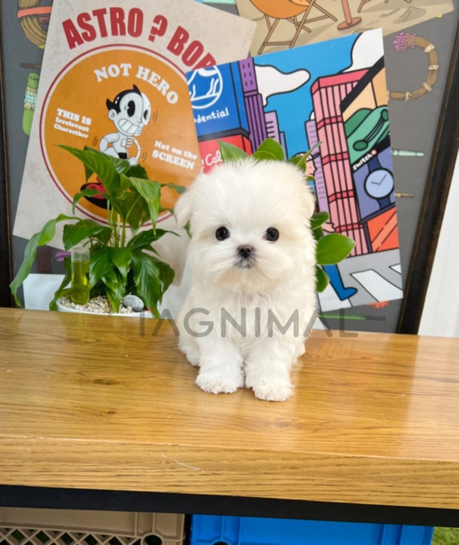 Maltese puppy for sale, dog for sale at Tagnimal