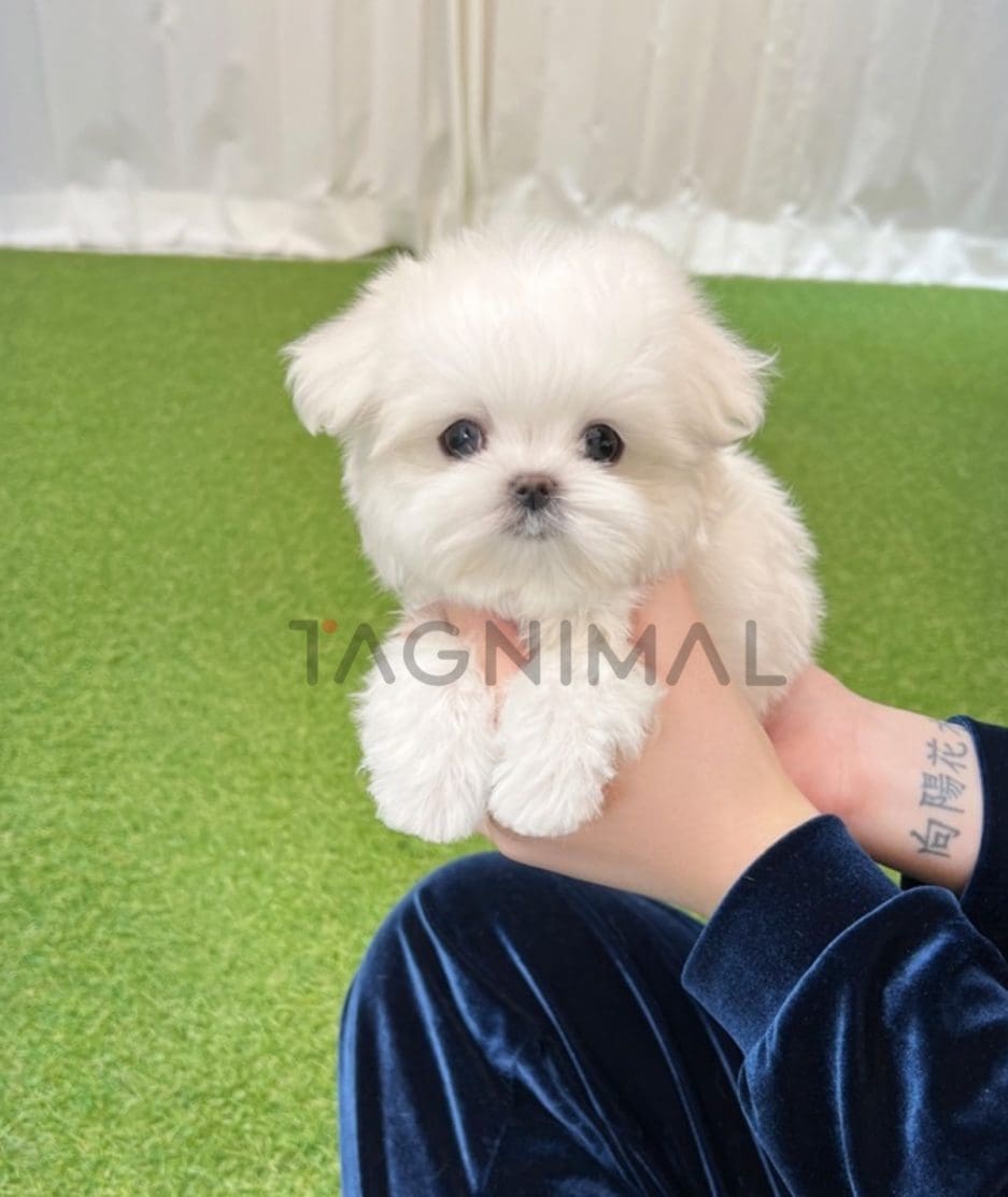 Maltese puppy for sale, dog for sale at Tagnimal