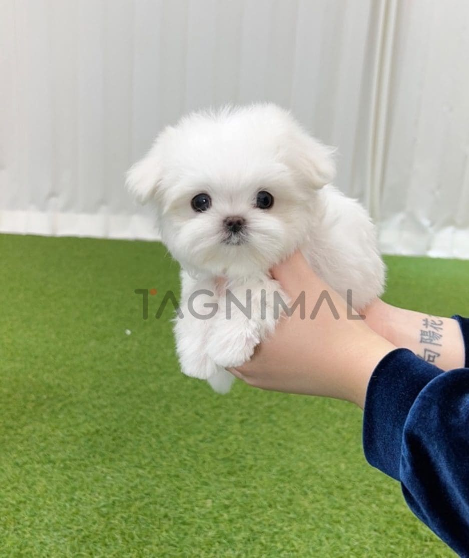 Maltese puppy for sale, dog for sale at Tagnimal