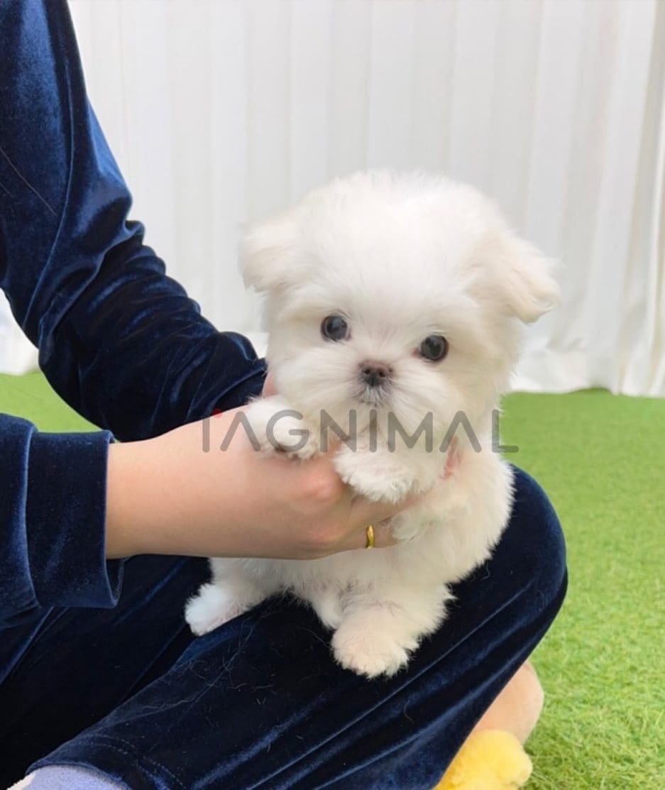 Maltese puppy for sale, dog for sale at Tagnimal