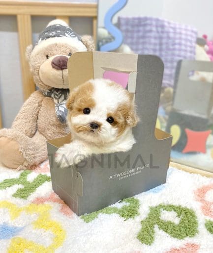 Maltipoo puppy for sale, dog for sale at Tagnimal 