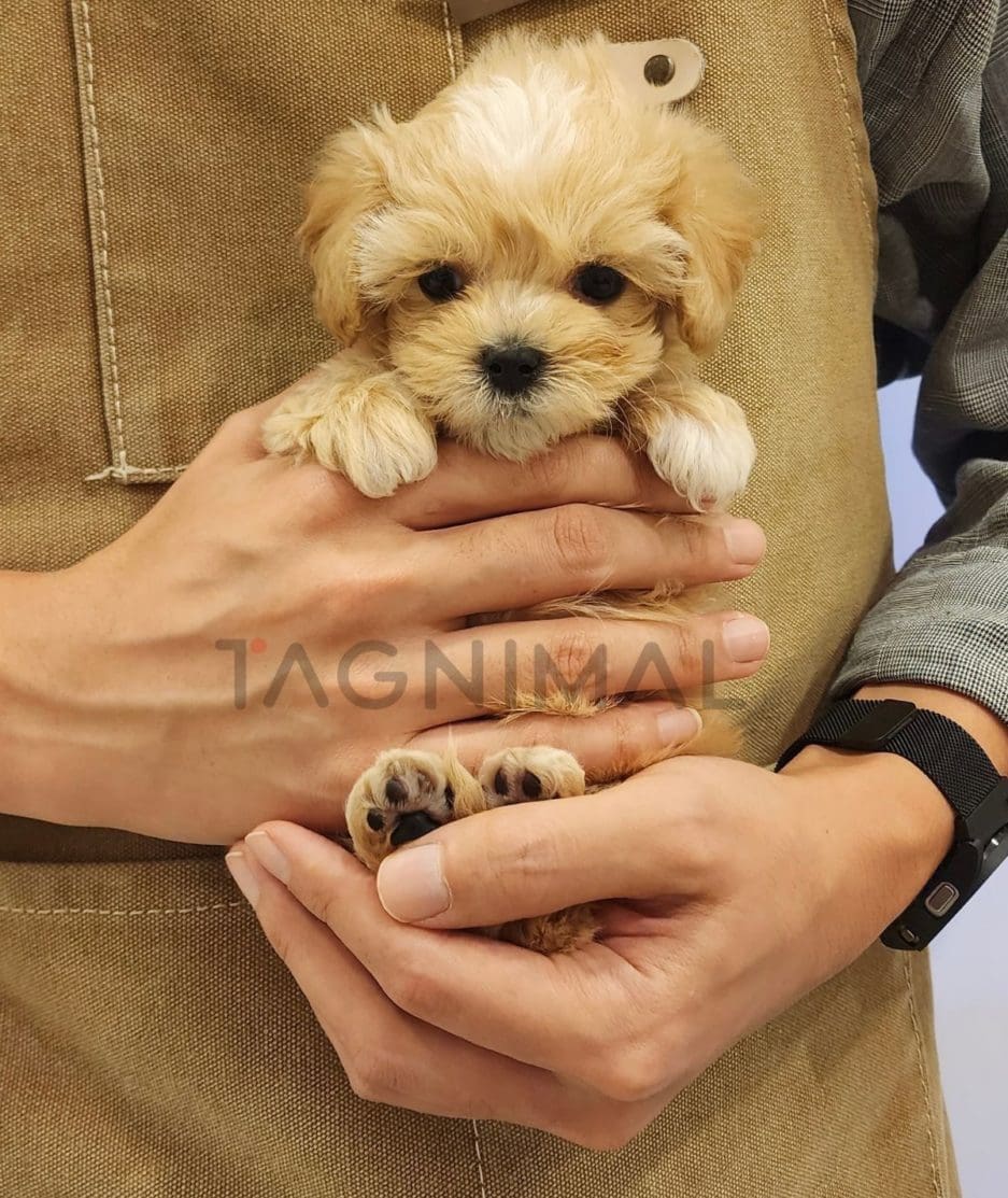 Maltipoo puppy for sale, dog for sale at Tagnimal 