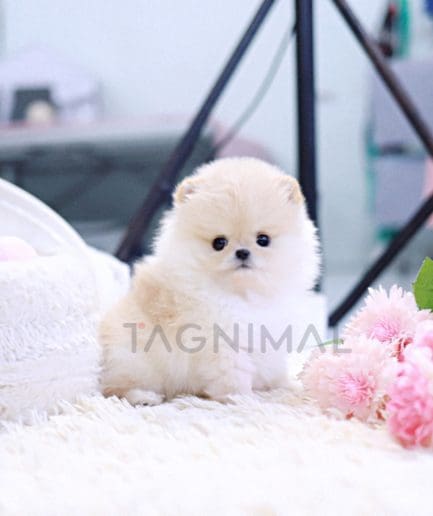 Pomeranian puppy for sale, dog for sale at Tagnimal 