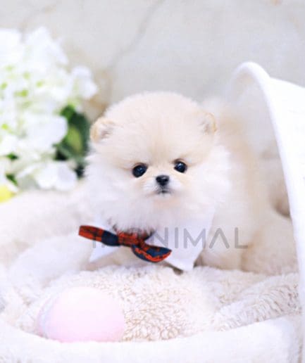 Pomeranian puppy for sale, dog for sale at Tagnimal 