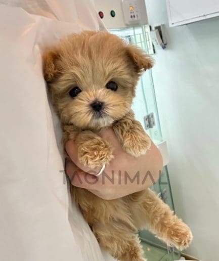 Maltipoo puppy for sale, dog for sale at Tagnimal 