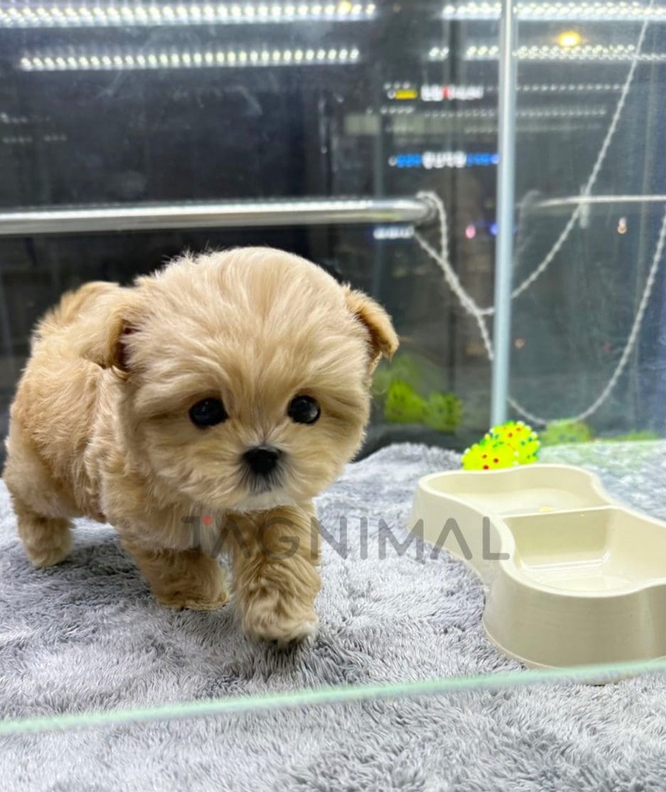 Maltipoo puppy for sale, dog for sale at Tagnimal 