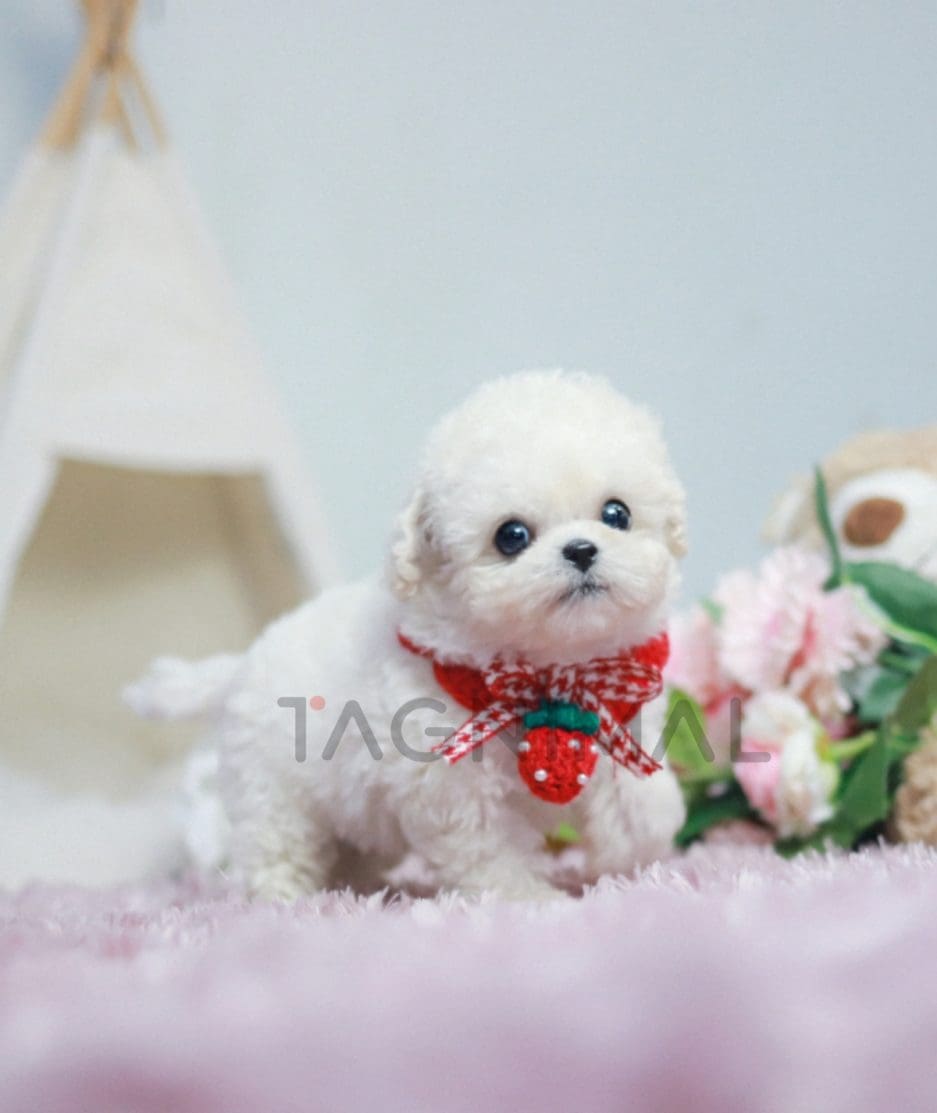 Bichon puppy for sale, dog for sale at Tagnimal 