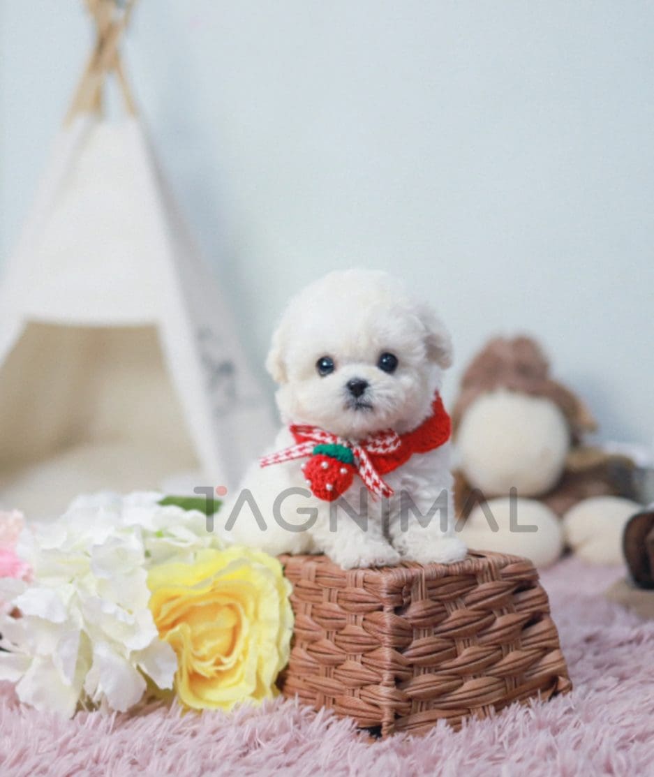 Bichon puppy for sale, dog for sale at Tagnimal 