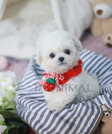 Bichon puppy for sale, dog for sale at Tagnimal 