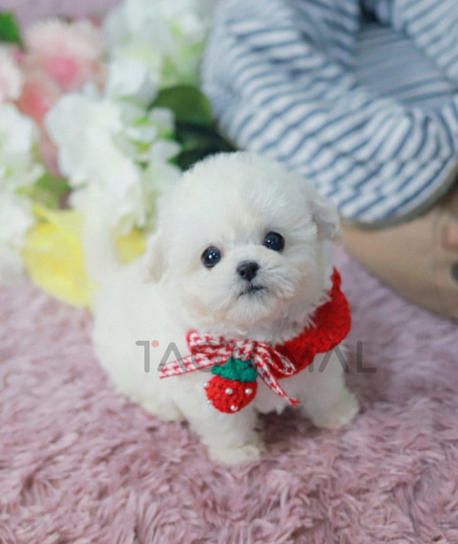 Bichon puppy for sale, dog for sale at Tagnimal 