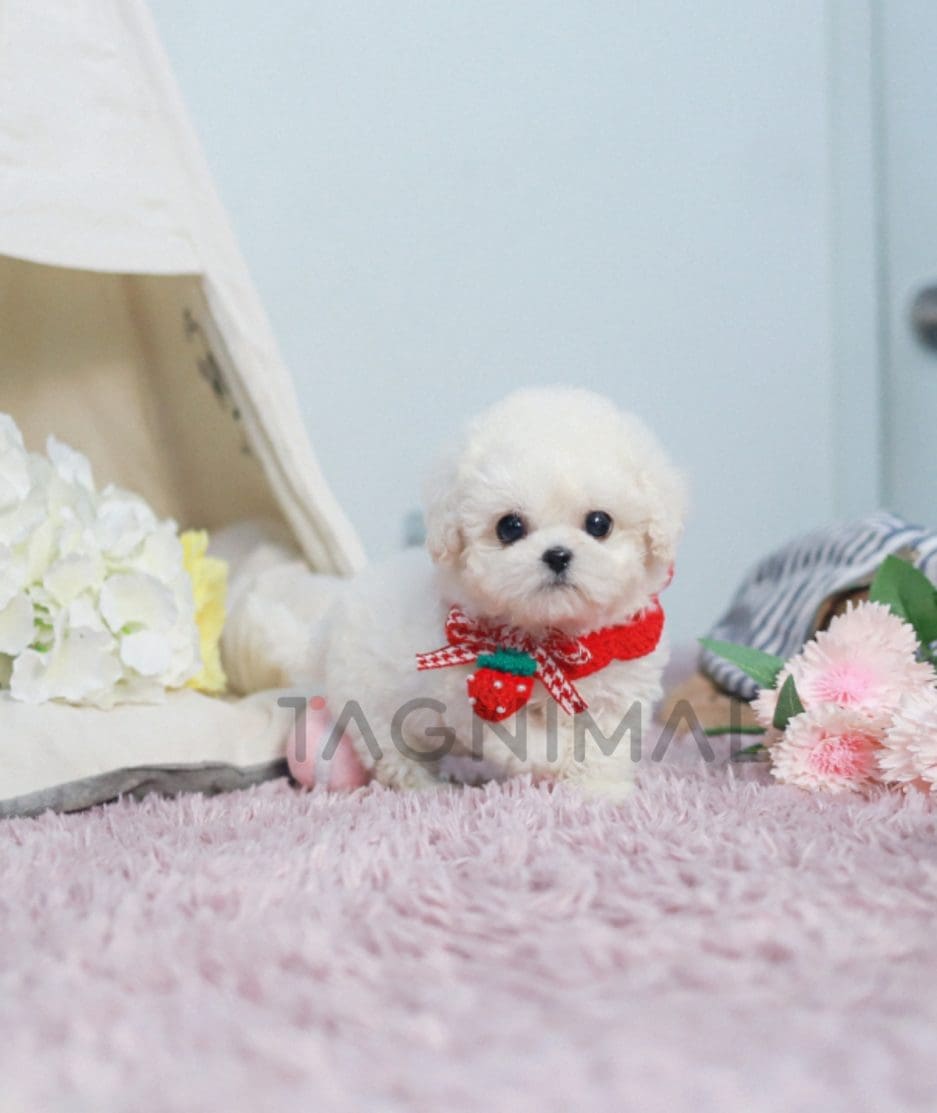 Bichon puppy for sale, dog for sale at Tagnimal 