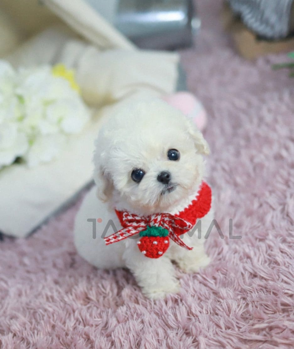 Bichon puppy for sale, dog for sale at Tagnimal 