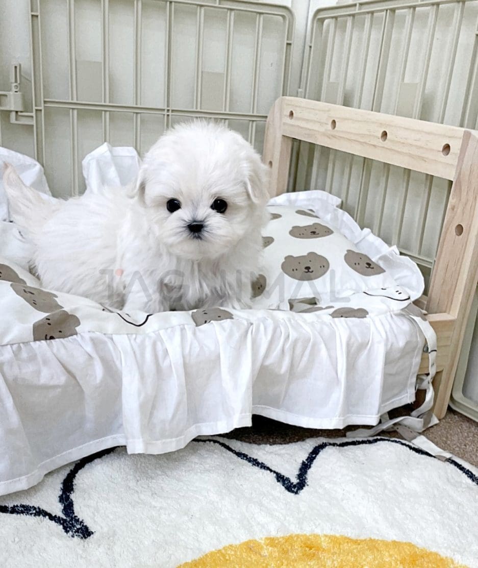 Bichon puppy for sale, dog for sale at Tagnimal 