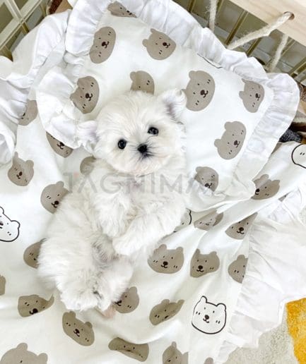 Bichon puppy for sale, dog for sale at Tagnimal 