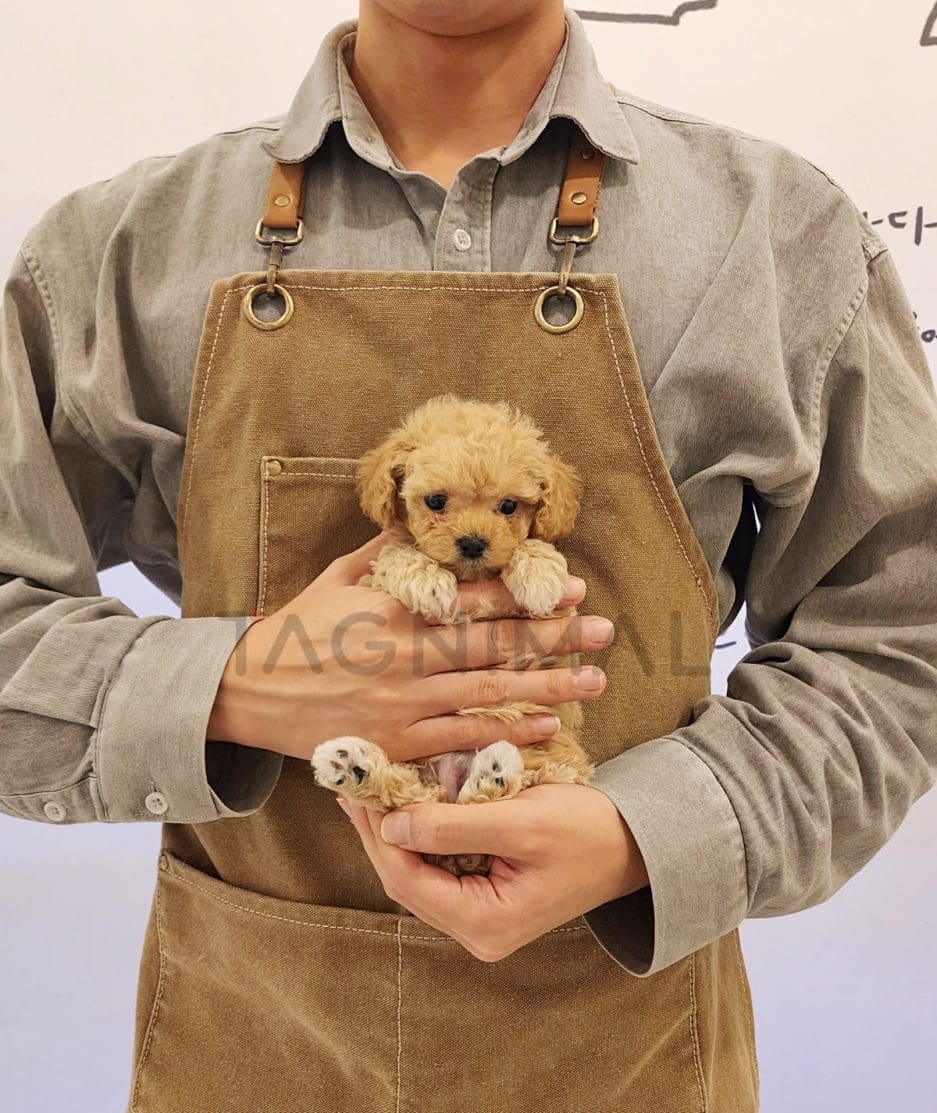 Maltipoo puppy for sale, dog for sale at Tagnimal