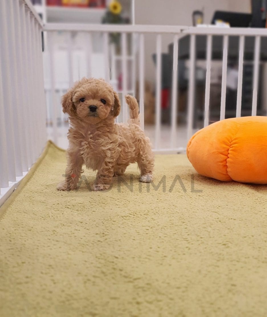 Maltipoo puppy for sale, dog for sale at Tagnimal