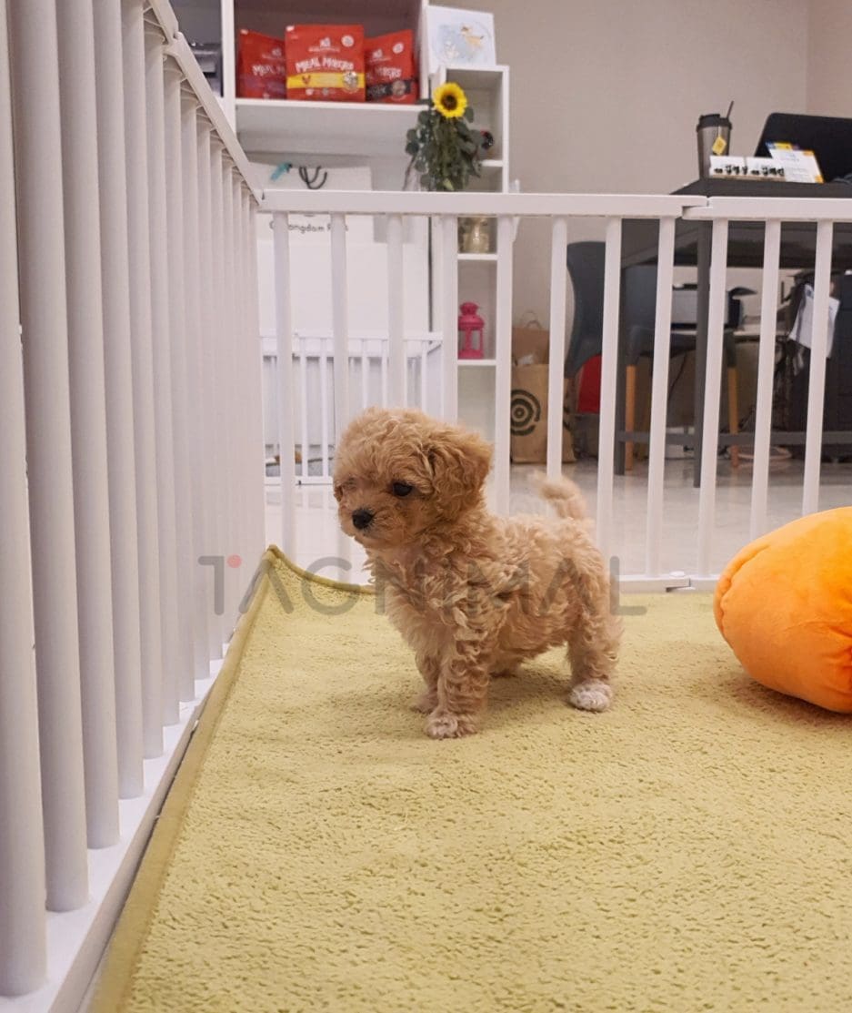 Maltipoo puppy for sale, dog for sale at Tagnimal