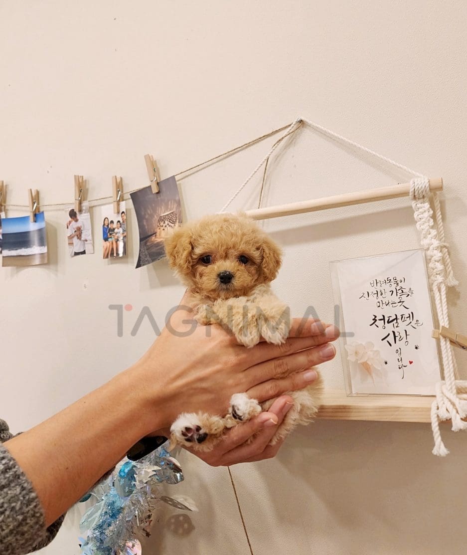 Maltipoo puppy for sale, dog for sale at Tagnimal