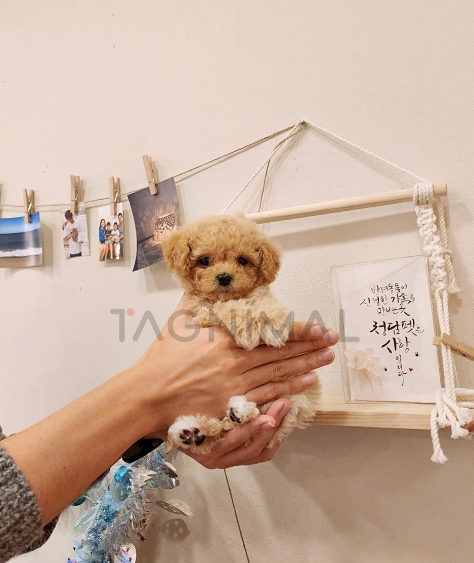 Maltipoo puppy for sale, dog for sale at Tagnimal