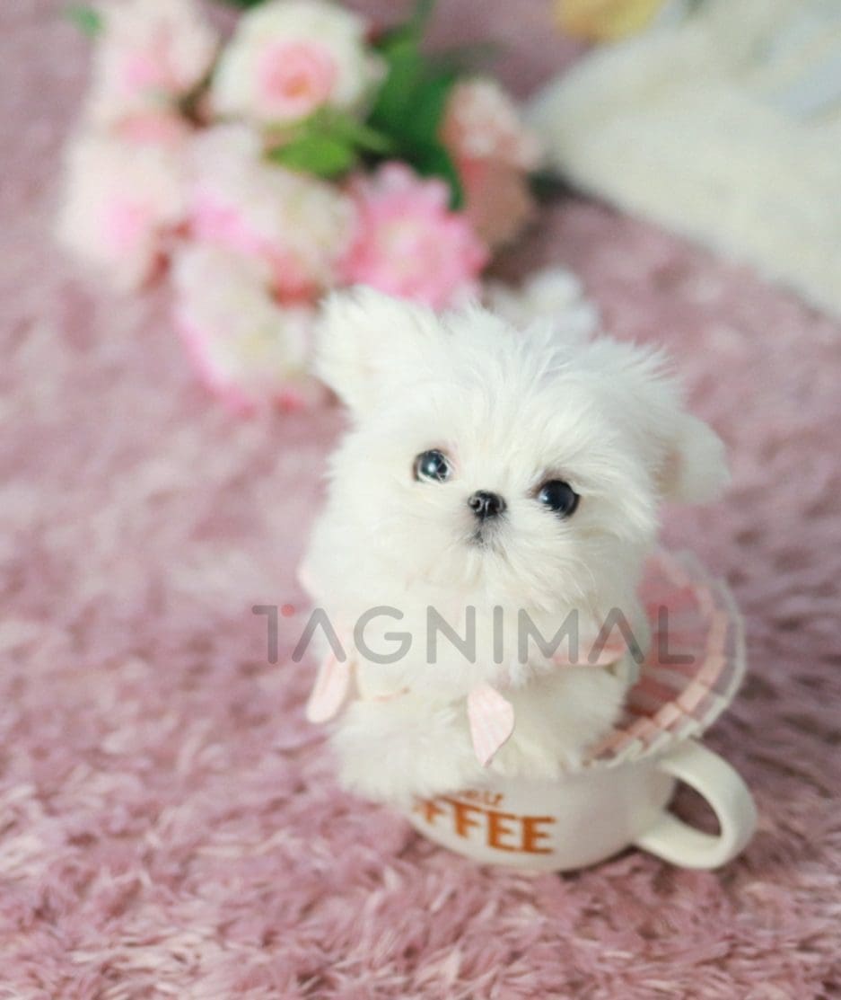 Maltese puppy for sale, dog for sale at Tagnimal 