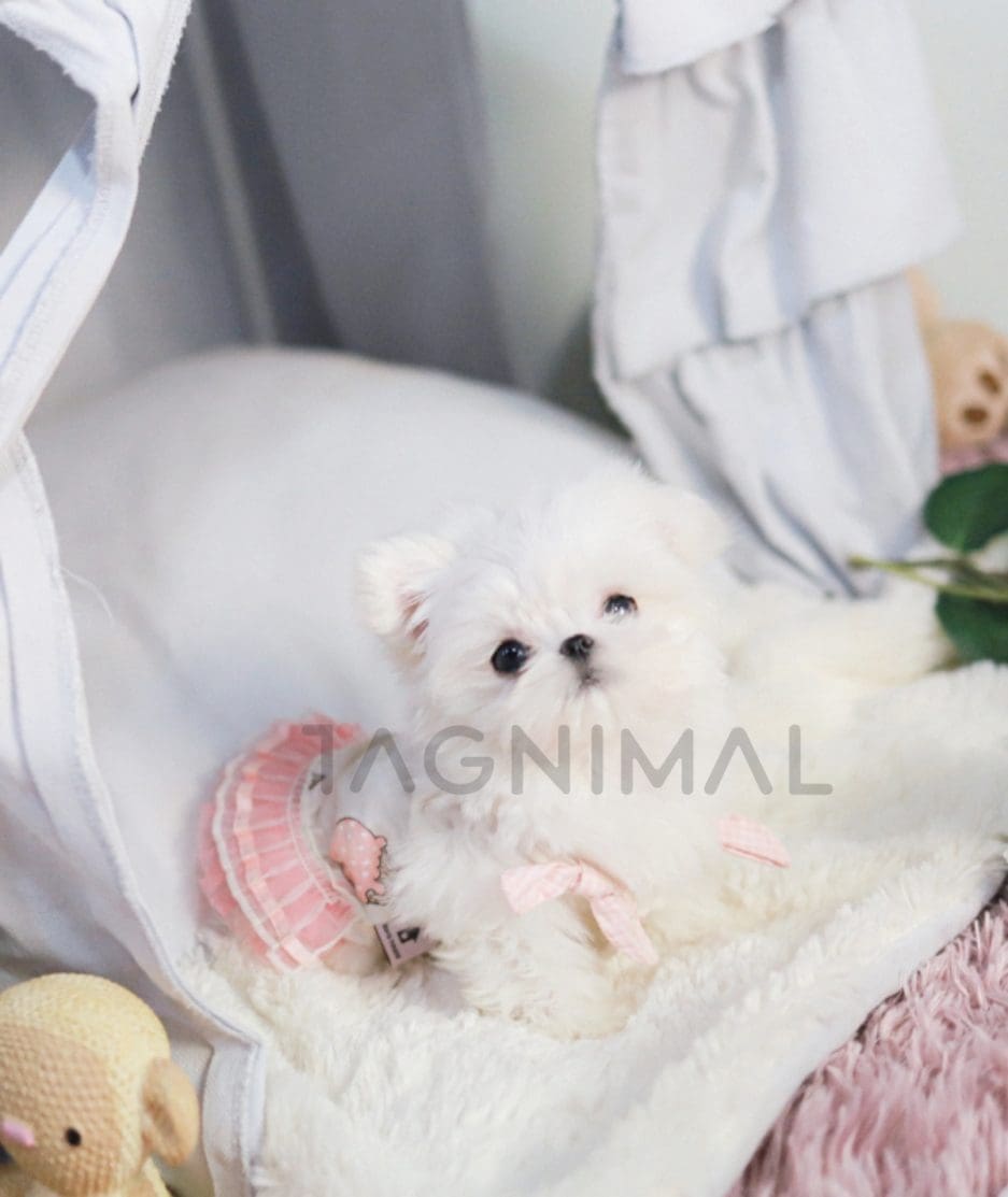 Maltese puppy for sale, dog for sale at Tagnimal 