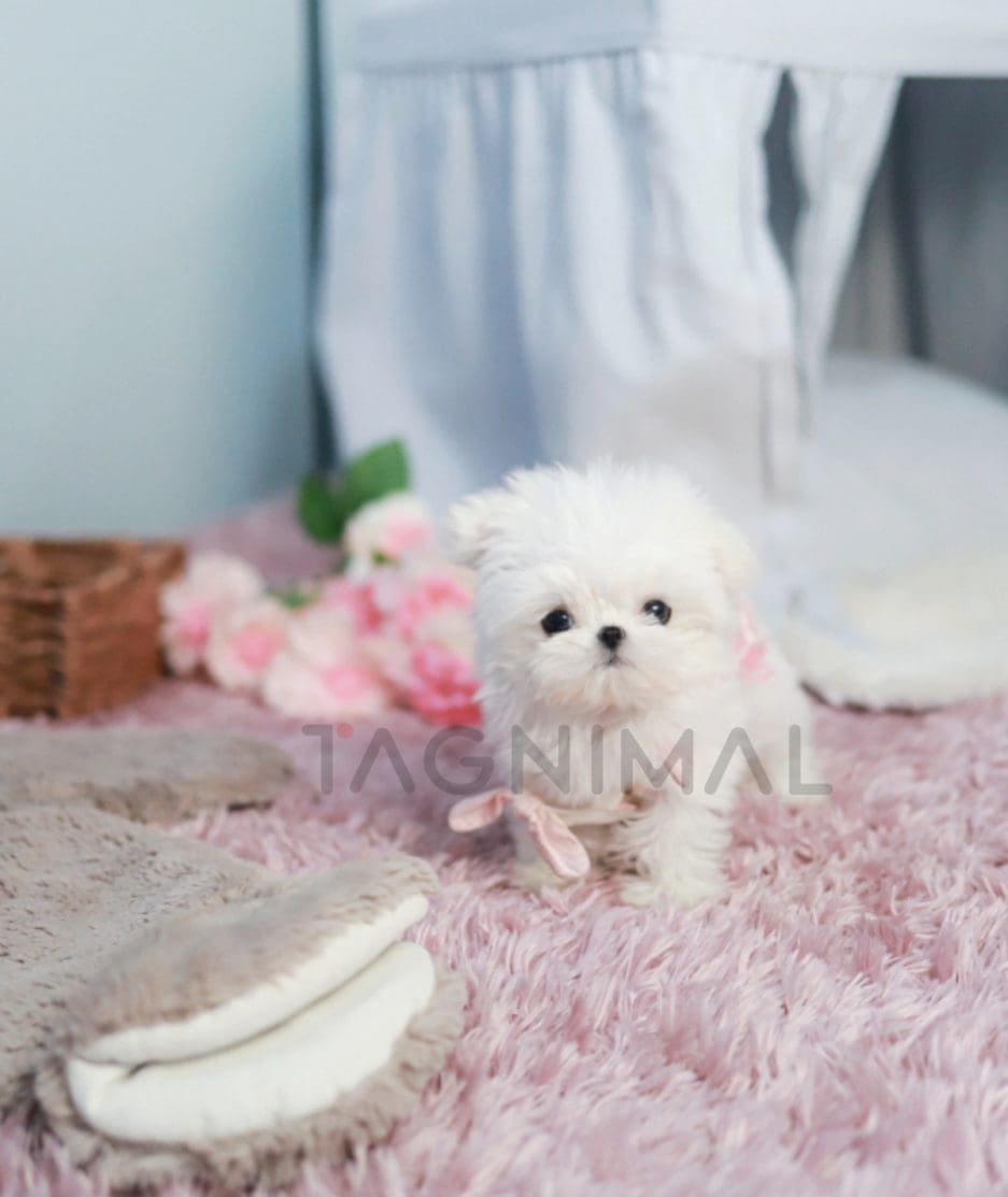 Maltese puppy for sale, dog for sale at Tagnimal 