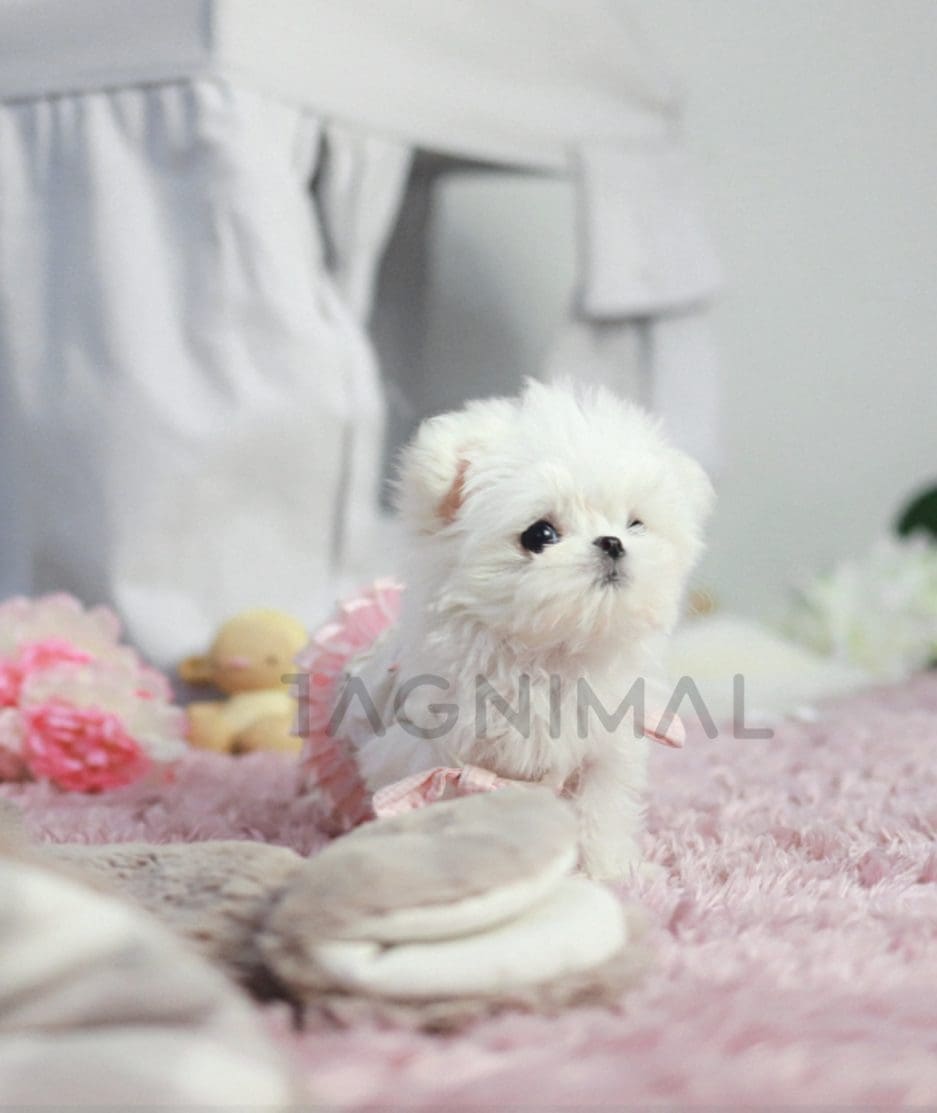 Maltese puppy for sale, dog for sale at Tagnimal 