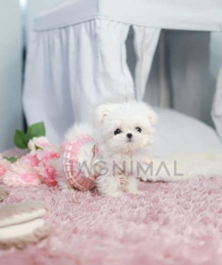 Maltese puppy for sale, dog for sale at Tagnimal 