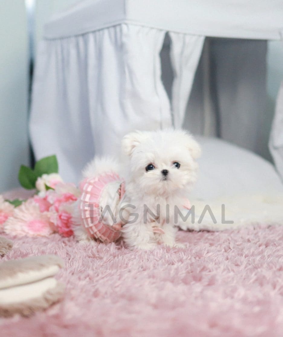 Maltese puppy for sale, dog for sale at Tagnimal 