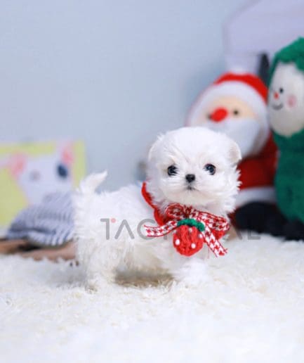 Maltese puppy for sale, dog for sale at Tagnimal 