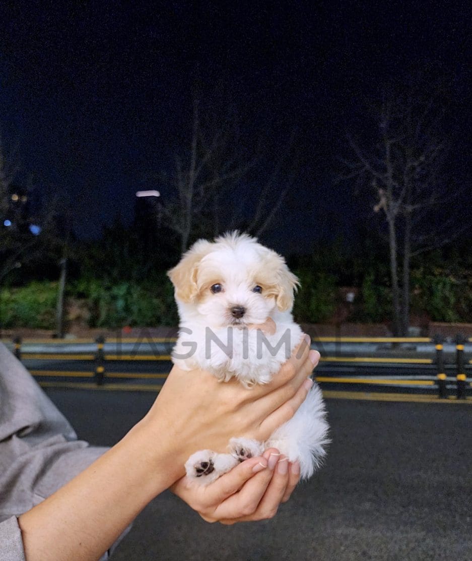 Maltipoo puppy for sale, dog for sale at Tagnimal 