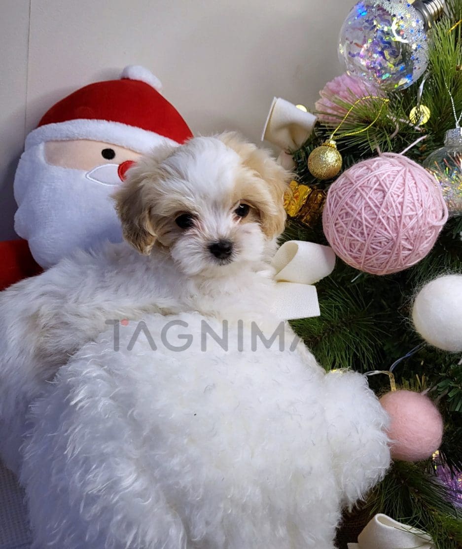 Maltipoo puppy for sale, dog for sale at Tagnimal 