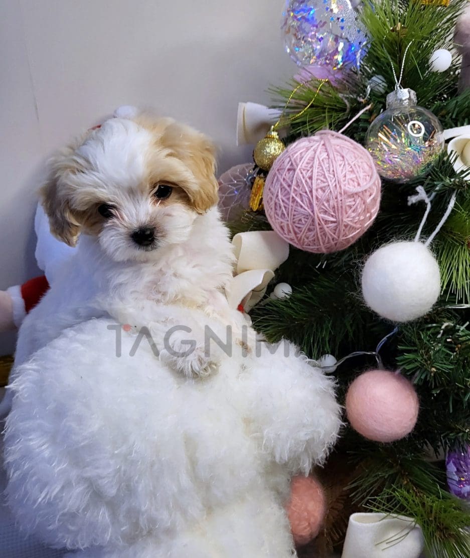 Maltipoo puppy for sale, dog for sale at Tagnimal 