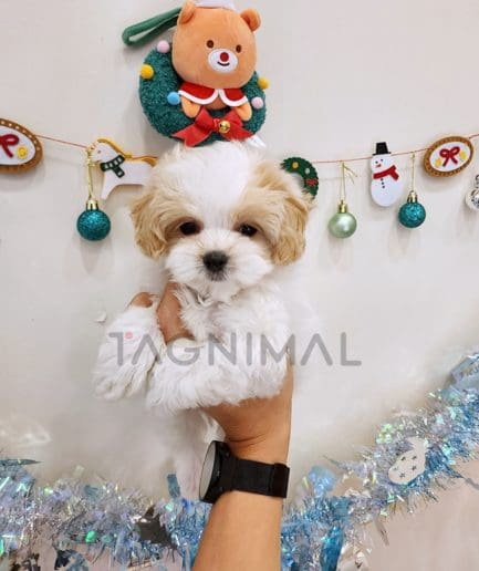 Maltipoo puppy for sale, dog for sale at Tagnimal 