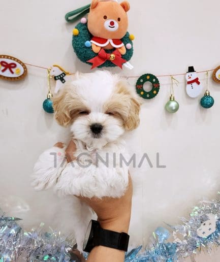 Maltipoo puppy for sale, dog for sale at Tagnimal 