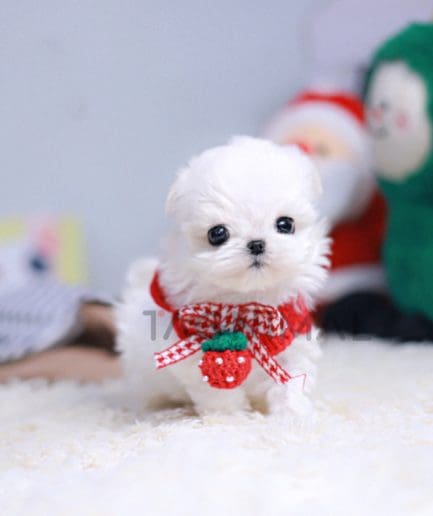 Maltese puppy for sale, dog for sale at Tagnimal 