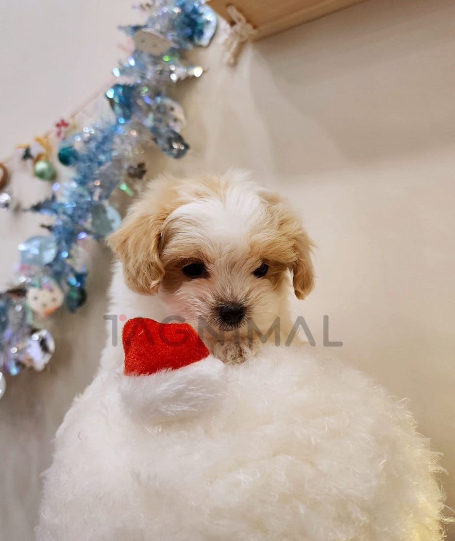 Maltipoo puppy for sale, dog for sale at Tagnimal 