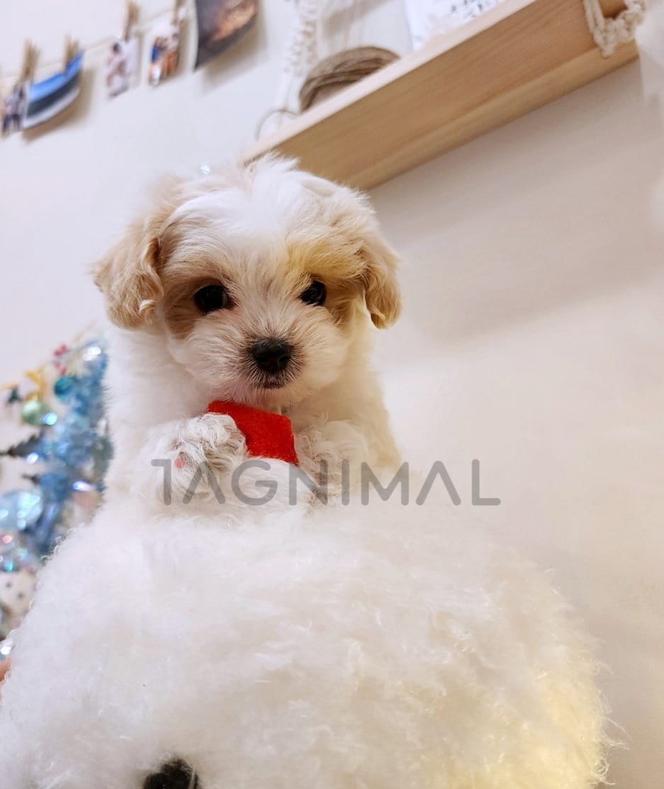 Maltipoo puppy for sale, dog for sale at Tagnimal 