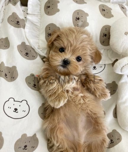 Maltipoo puppy for sale, dog for sale at Tagnimal