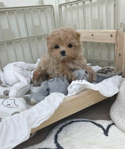 Maltipoo puppy for sale, dog for sale at Tagnimal