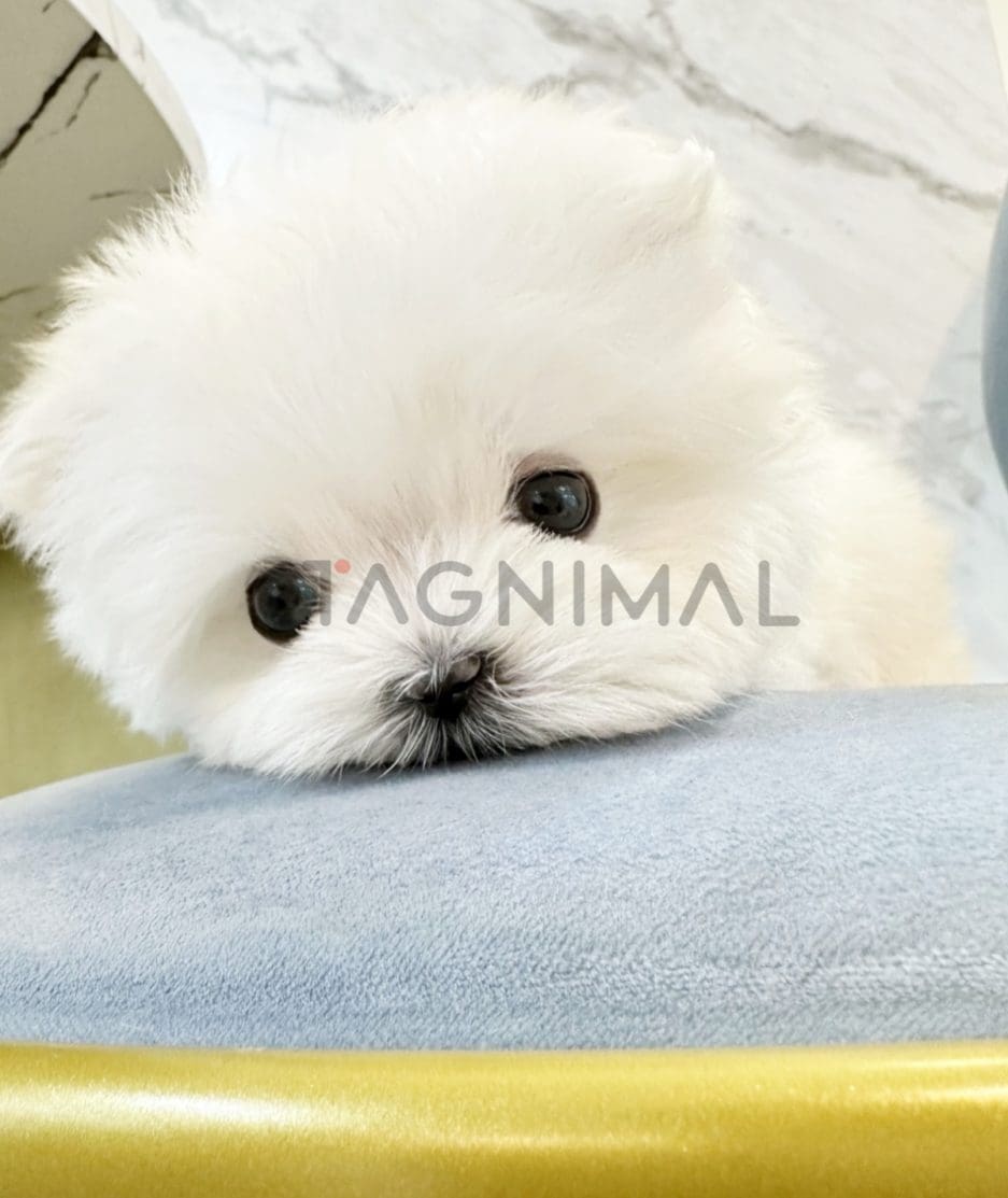 Maltese puppy for sale, dog for sale at Tagnimal 