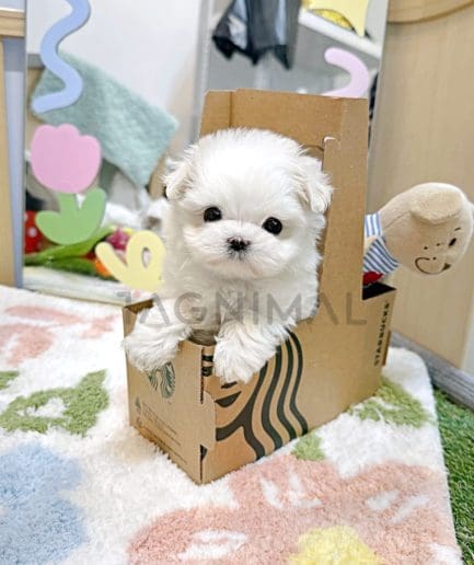 Bichon puppy for sale, dog for sale at Tagnimal 