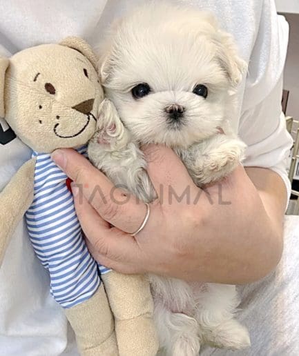 Bichon puppy for sale, dog for sale at Tagnimal 