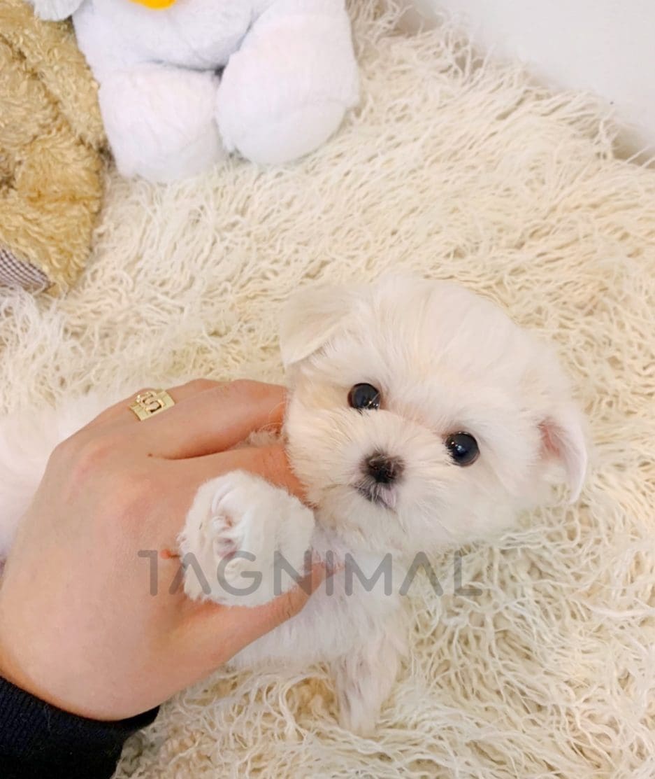 Bichon puppy for sale, dog for sale at Tagnimal 