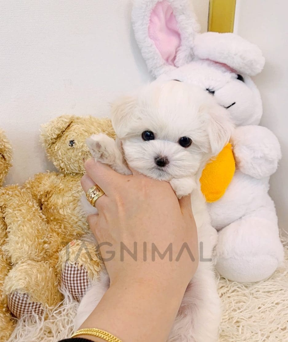 Bichon puppy for sale, dog for sale at Tagnimal 