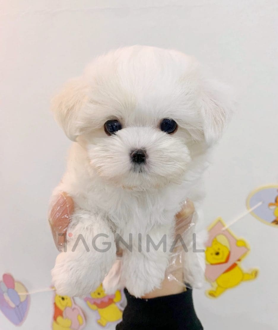 Bichon puppy for sale, dog for sale at Tagnimal 