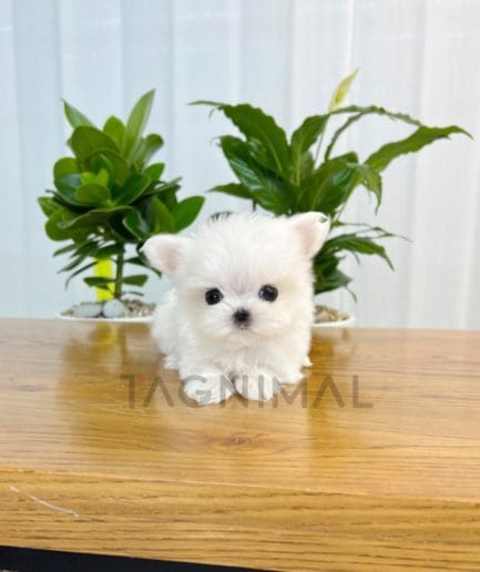 Maltese puppy for sale, dog for sale at Tagnimal 