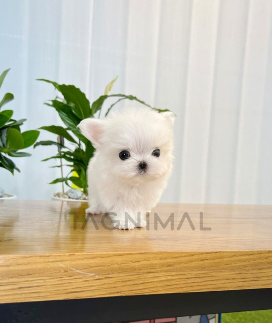 Maltese puppy for sale, dog for sale at Tagnimal 