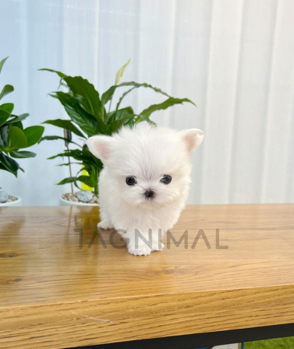 Maltese puppy for sale, dog for sale at Tagnimal 